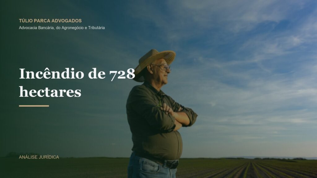 Pastagem e rebanho bovino em propriedade rural ao entardecer, após recuperação de área atingida por incêndio